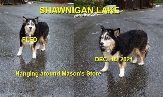 HAPPY ENDINGS - SHAWNIGAN LAKE BC. - DEC. 18, 2021