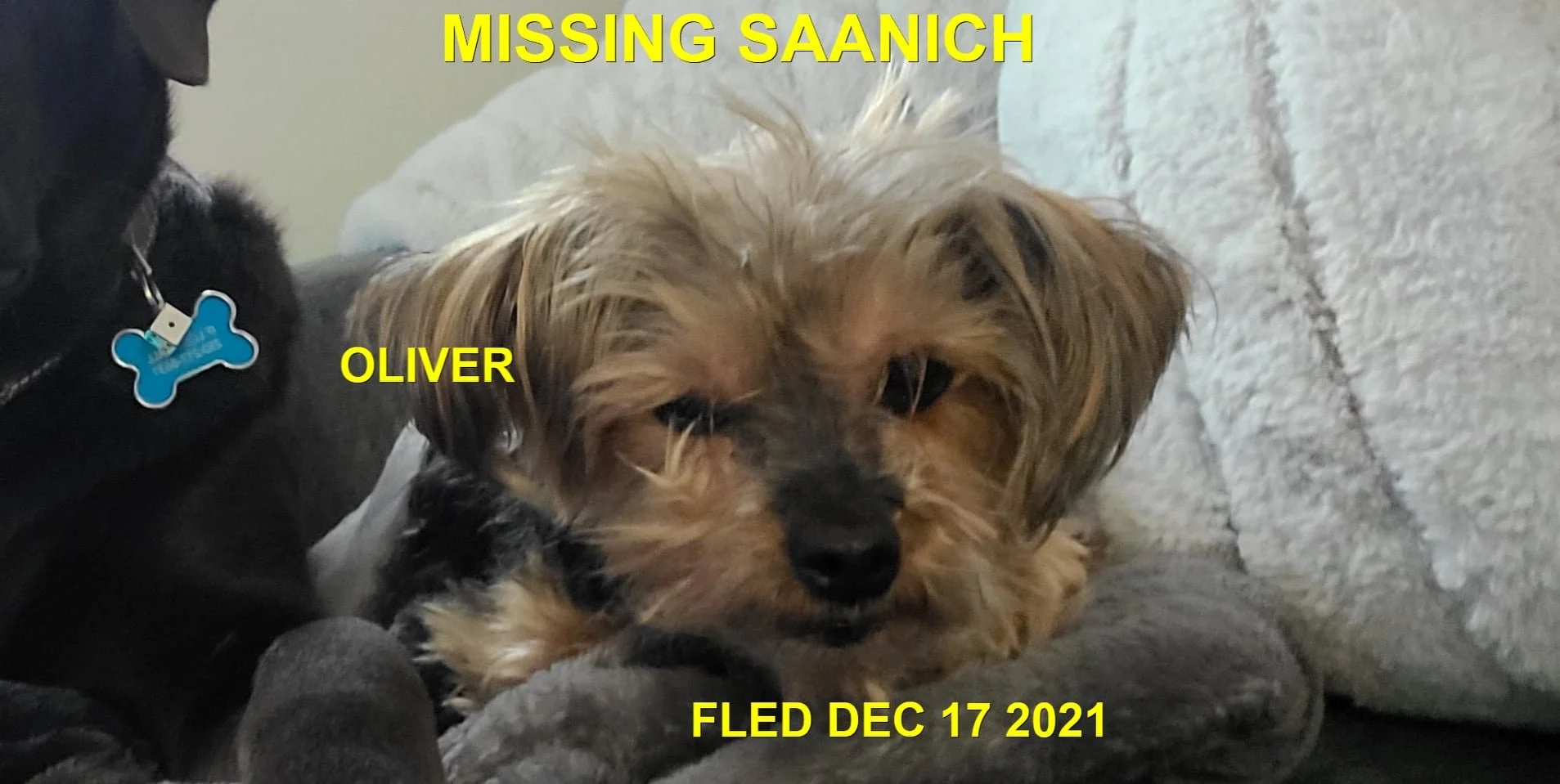 HAPPY ENDINGS - SAANICH BC. - OLIVER - DEC. 17, 2021