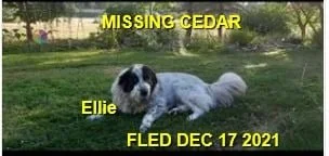 HAPPY ENDINGS - NANAIMO BC. - ELLIE - DEC. 17, 2021