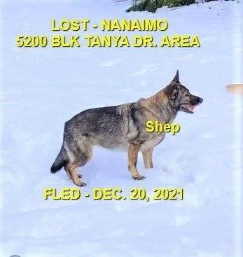 HAPPY ENDINGS - NANAIMO BC. - SHEP - DEC. 20, 2021