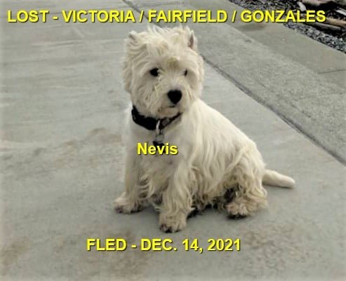 HAPPY ENDINGS - VICTORIA BC. - NEVIS - DEC. 13, 2021