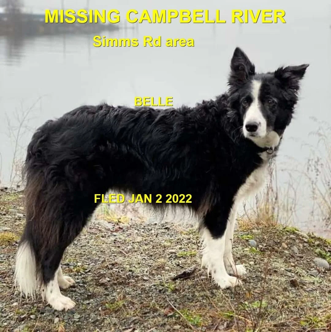 HAPPY ENDINGS - CAMPBELL RIVER BC. / BELLE / DEC. 31, 2021