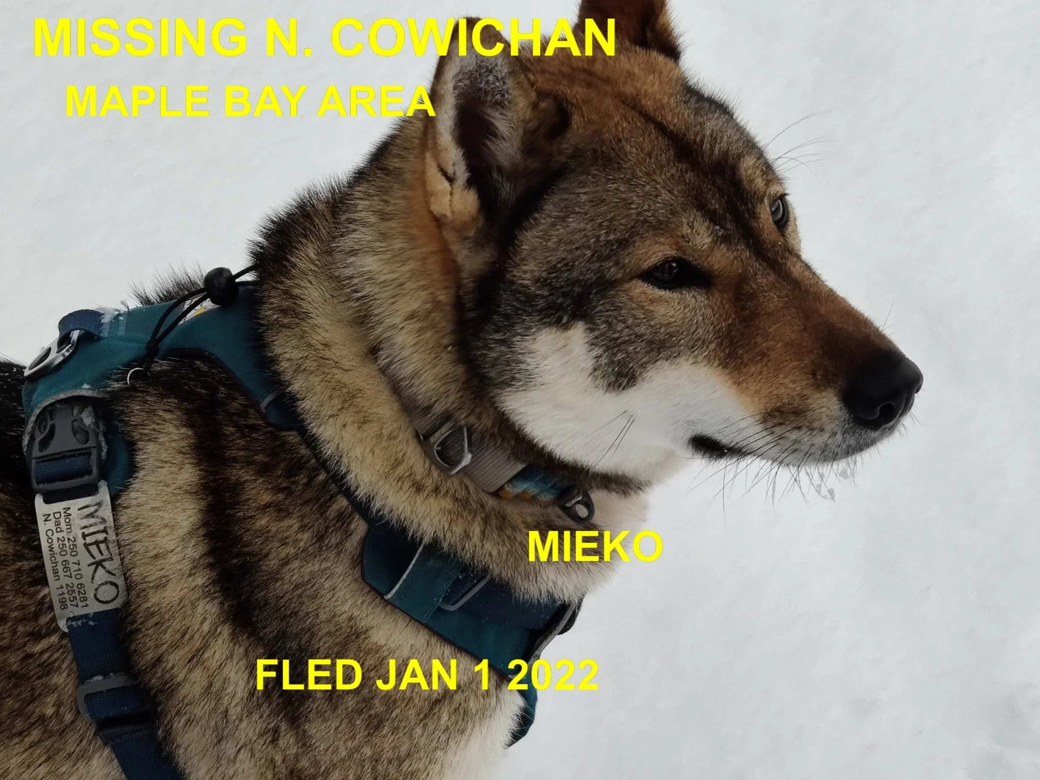 HAPPY ENDINGS - N. COWICHAN BC. / MIEKO / DEC. 31, 2021