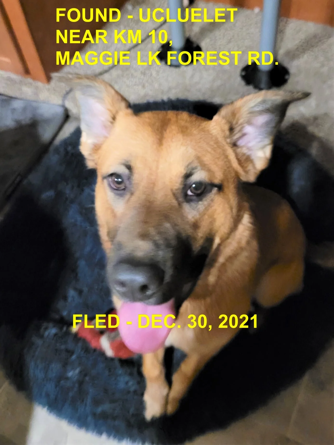 HAPPY ENDINGS - UCLUELET BC. / NOVA / DEC. 30, 2021