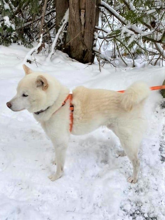 HAPPY ENDINGS - NANAIMO (CEDAR BC) / DEC. 28, 2021