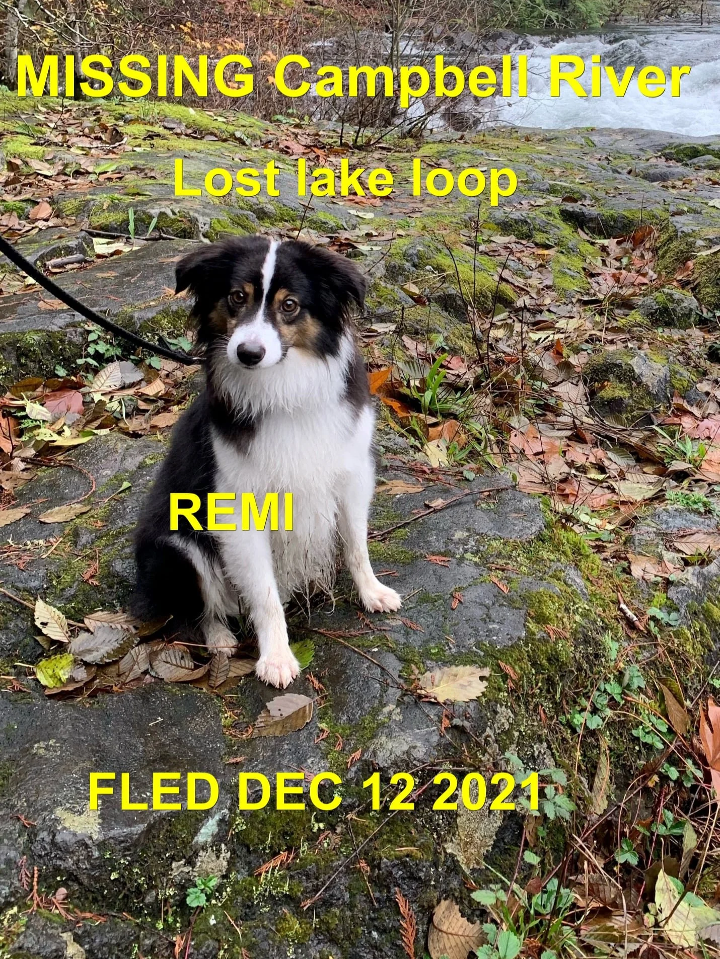 HAPPY ENDINGS - CAMPBELL RIVER BC / REMI / DEC. 12, 2021