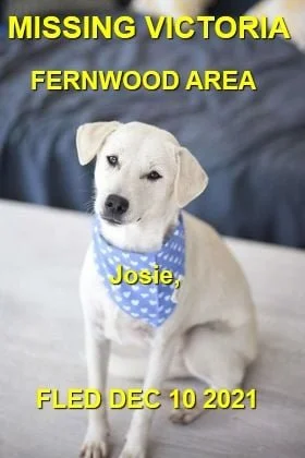 HAPPY ENDINGS - VICTORIA BC. / JOSIE / DEC 10, 2021 - Wasn't safely trapped for over a week.  FLED was not the S&amp;R on her case. 