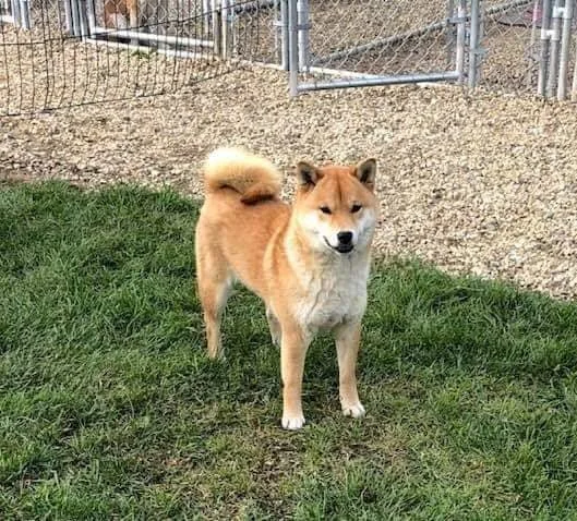 HAPPY ENDINGS - COMOX VALLEY BC  - NEVAEH - JAN. 15, 2022