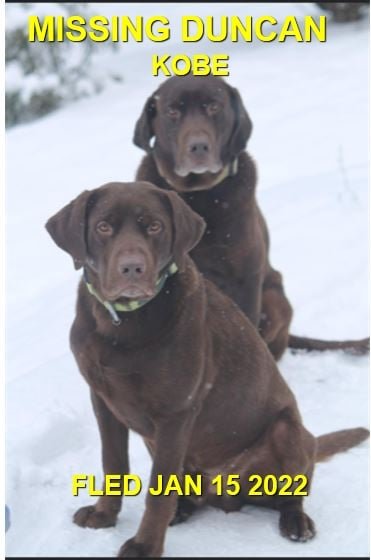 CAME HOME ON THEIR OWN - DUNCAN BC. - KOBE - JAN. 14, 2022