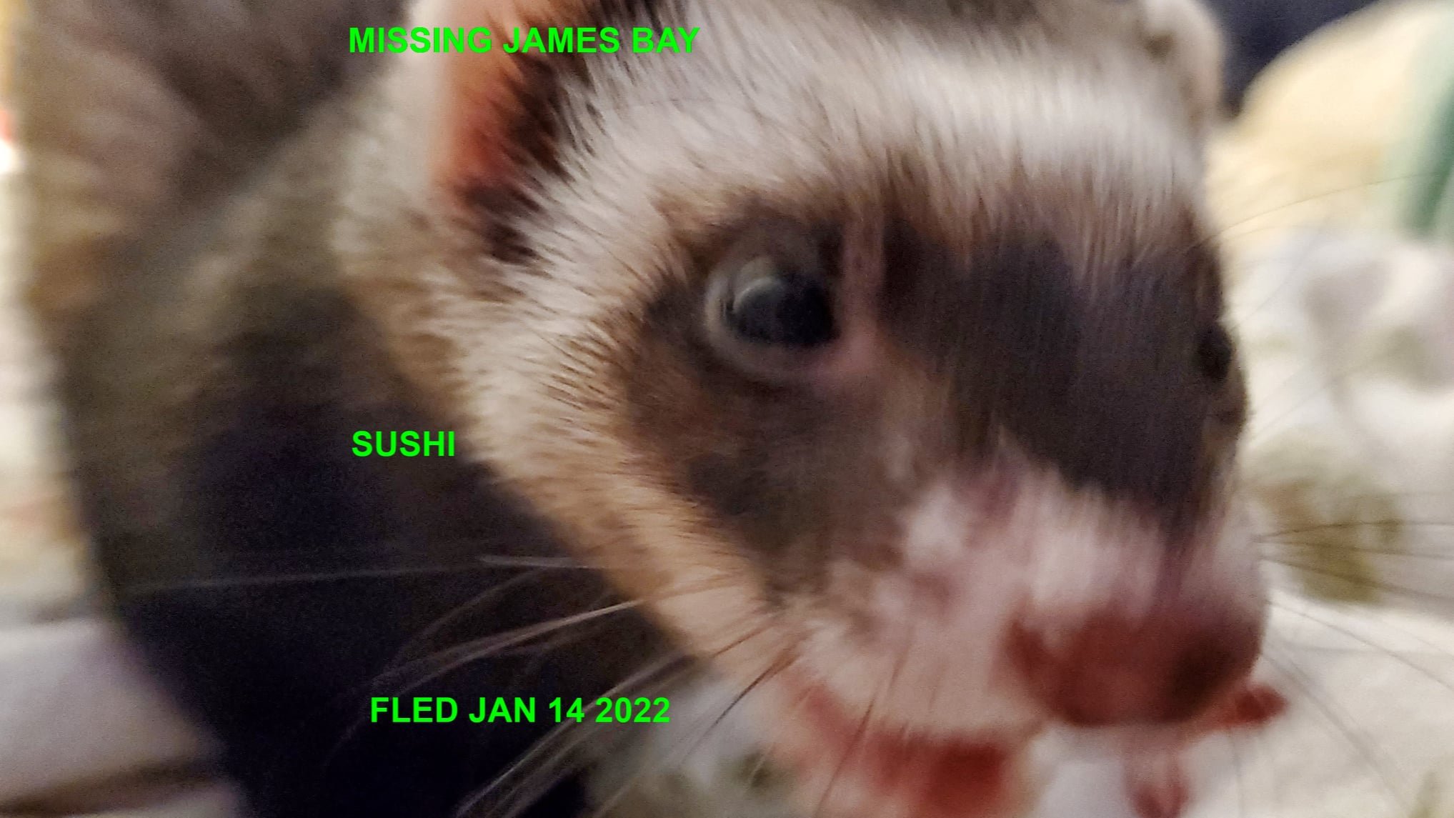 HAPPY ENDINGS - VICTORIA BC. - SUSHI / FERRET - JAN. 14, 2022