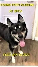 GONE TO SHELTER - PORT ALBERNI BC. - JAN. 14, 2022