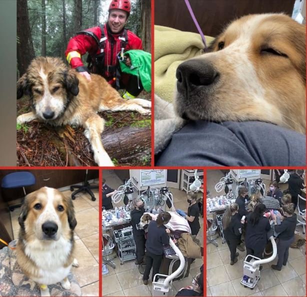SUCCESS STORY FOR ONE LUCKY DOG - CEDAR BC. - JAN 12, 2022