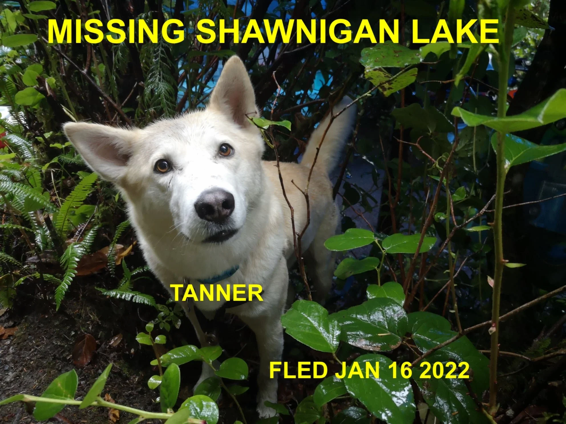 CAME HOME ON HIS OWN - SHAWNIGAN LAKE BC  / TANNER / JAN. 15, 2022
