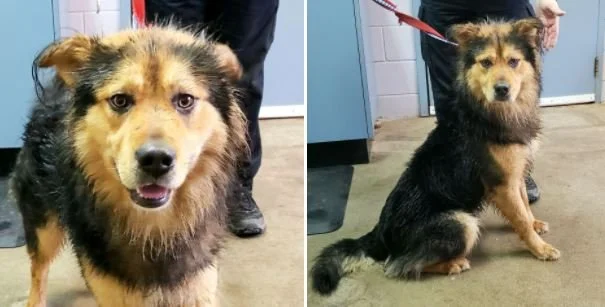      

 
     Coastal Animal Services     011JSaonlua1rgy 100 c9a3t u100:33 At1M  ·  UPDATE: Thor has gone home.  FOUND: Very sweet shepherd type found on Khenipsen Rd East of Duncan (Mon Jan 10). Call the office if you have info 250-748-3395.    THO