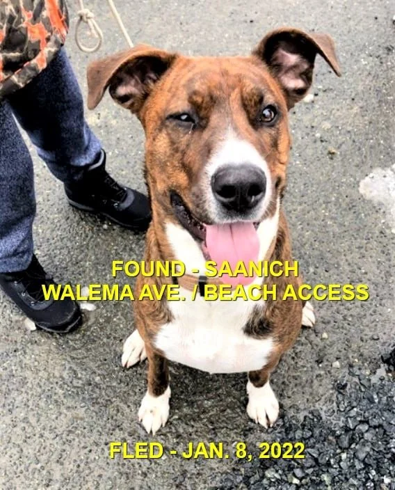 HAPPY ENDINGS - SAANICH BC / STRAWBERRY / JAN. 8, 2022