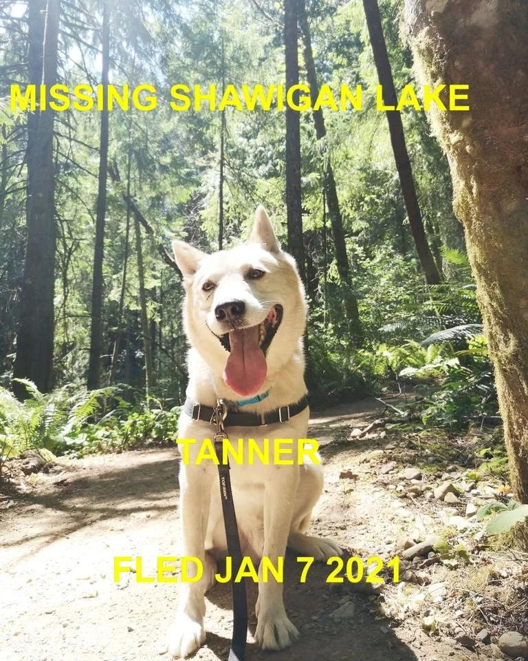 WENT HOME ON HIS OWN - SHAWNIGAN LAKE BC. / TANNER / JAN. 6, 2022