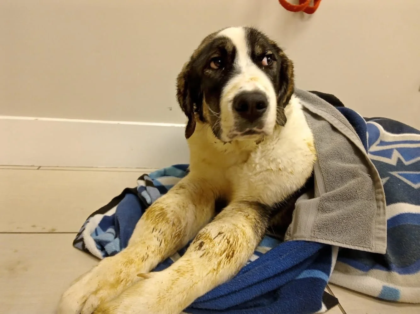 COURTESY POST - ABBOTSFORD BC. / HIT BY CAR / JAN. 5, 2022