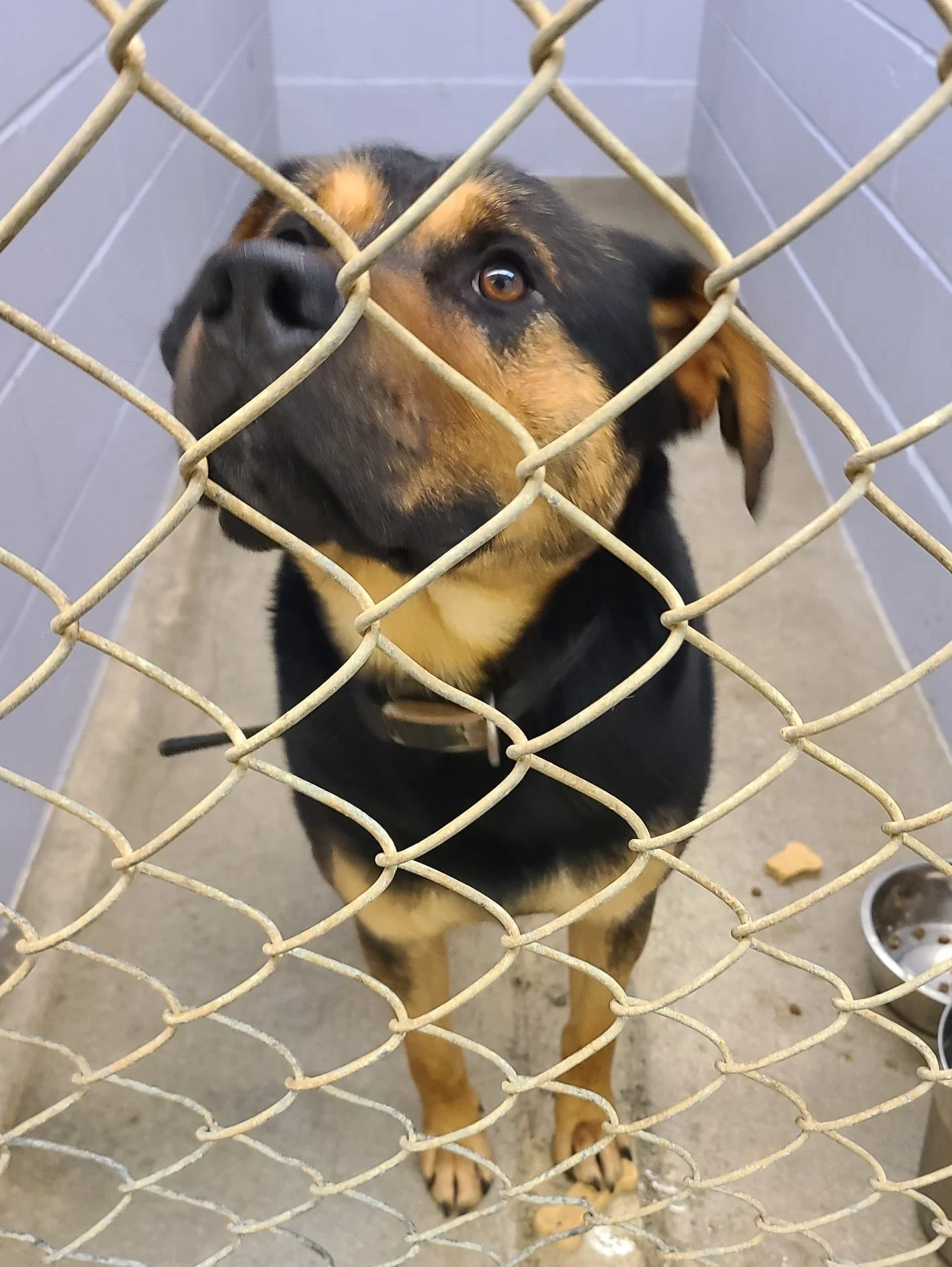 GONE TO SHELTER - DUNCAN BC. / JAN. 4, 2022