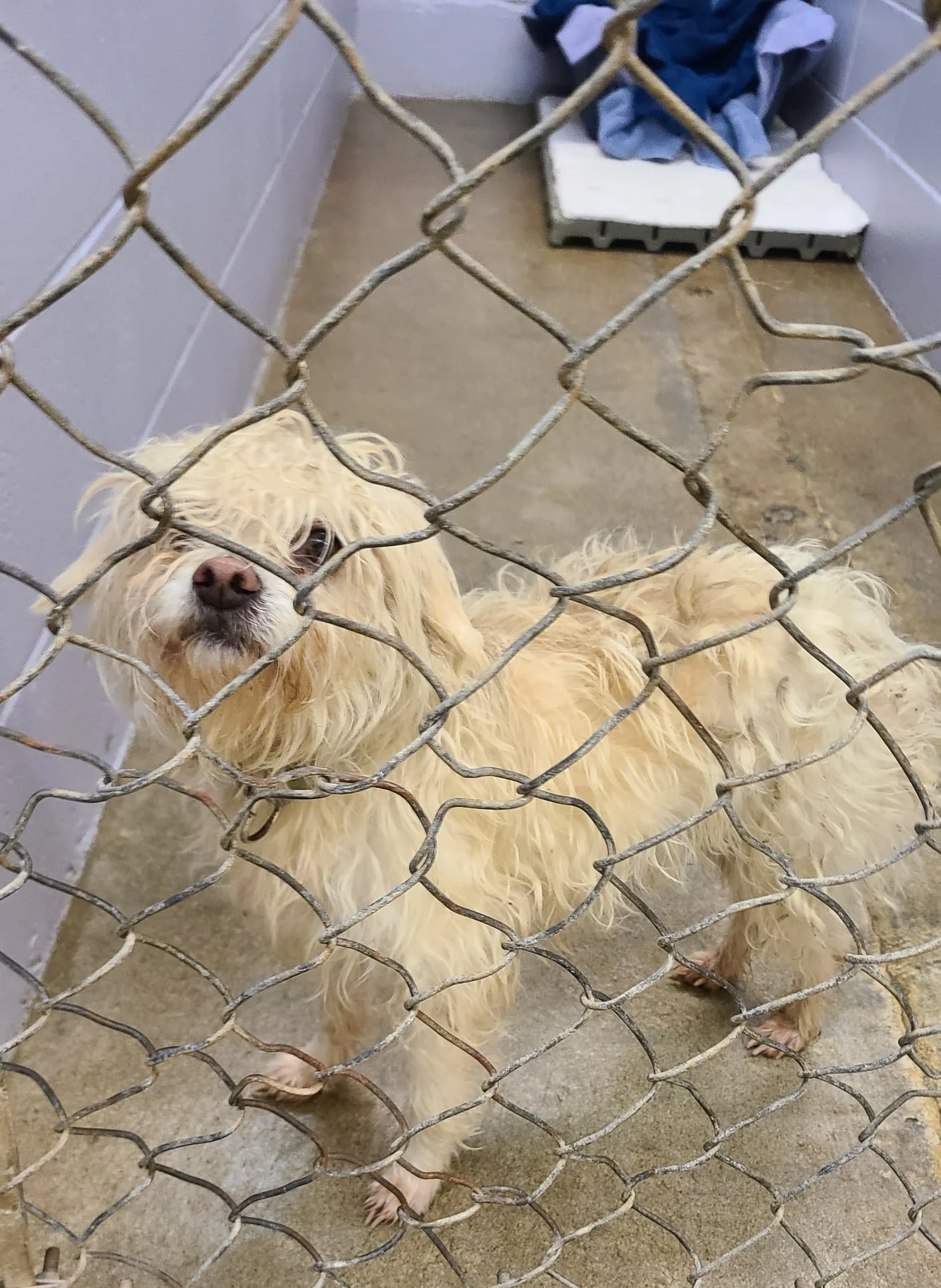 GONE TO SHELTER - DUNCAN BC. / JAN. 4, 2022