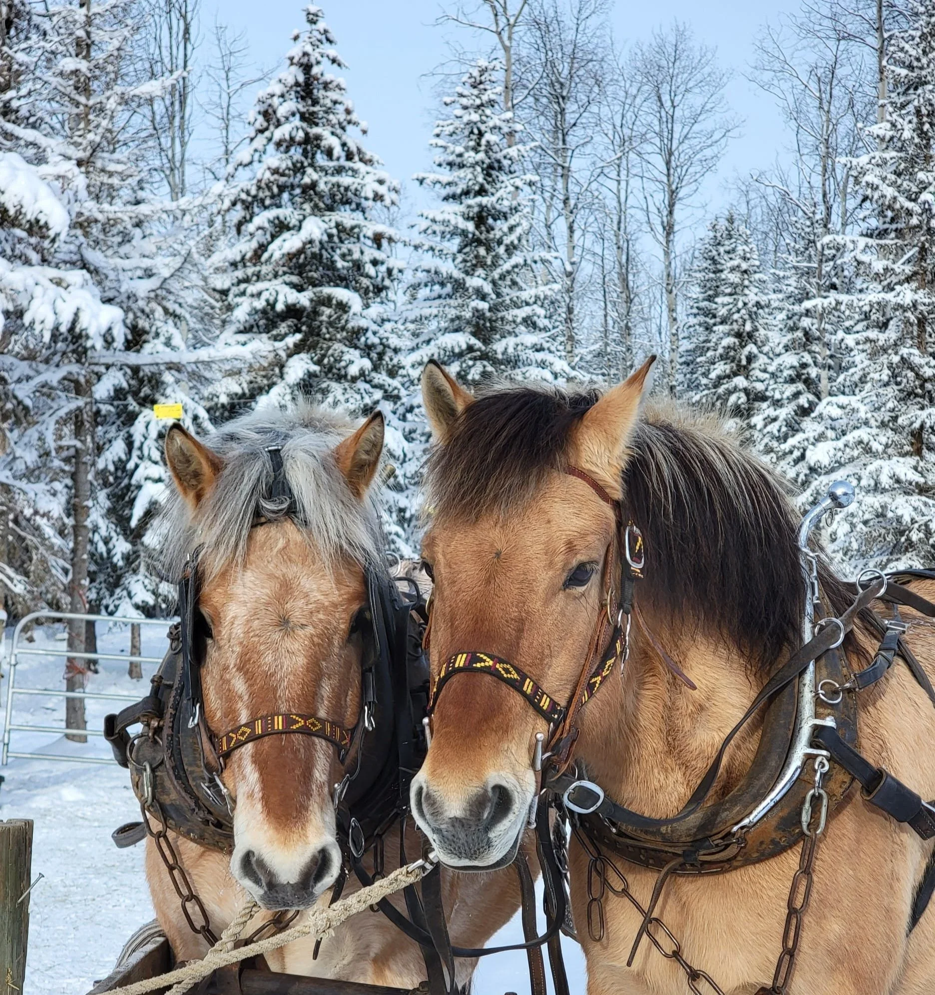 UPDATE:  JACK AND JILL HAVE BEEN FOUND SAFE JAN. 22, 2022 COURTESTY POST - 108 MILE HOUSE BC. / STOLEN / DEC. 18, 2021