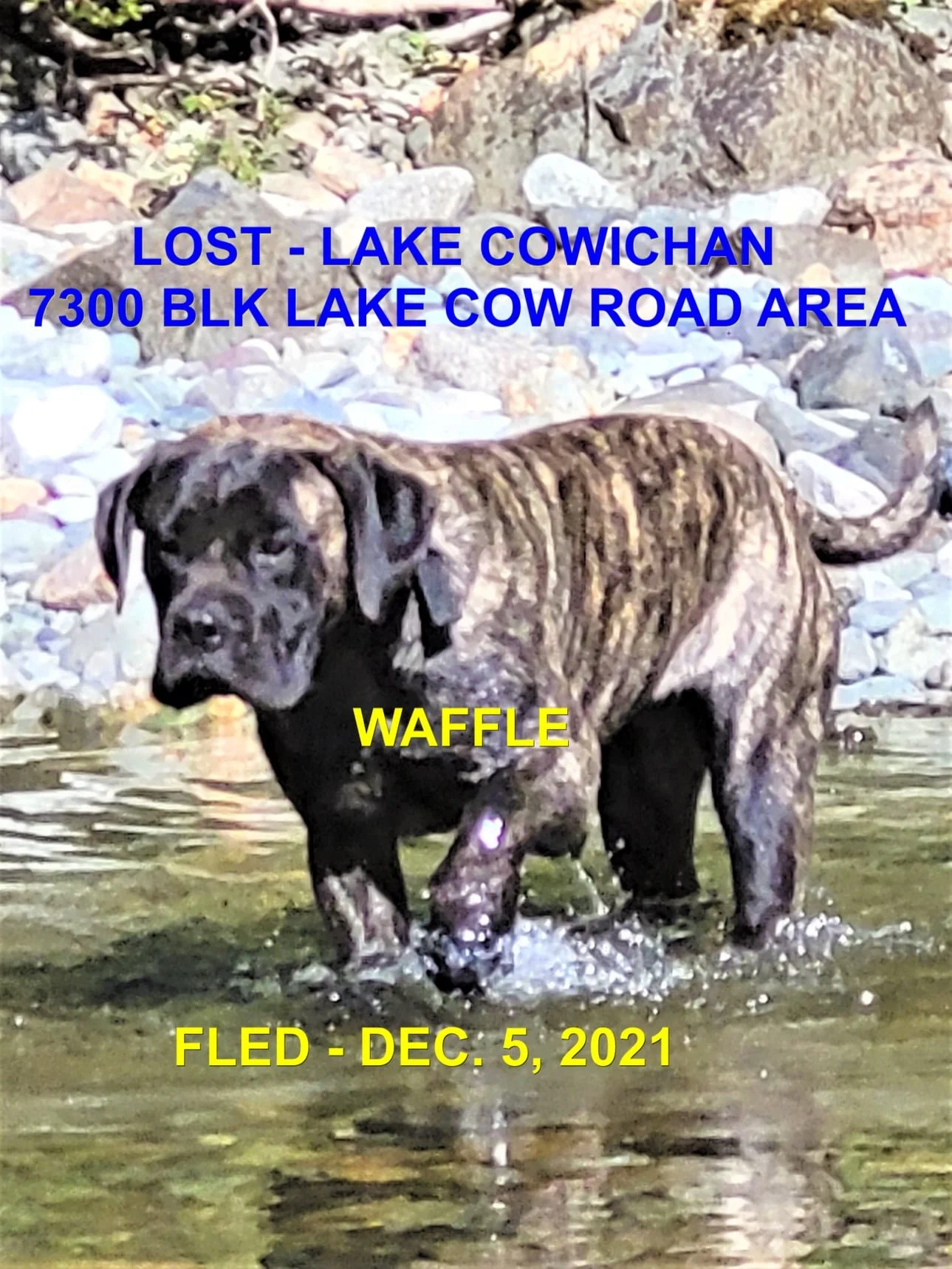 UNRESOLVED / STOLEN - LAKE COWICHAN BC. / WAFFLE / DEC. 4, 2021