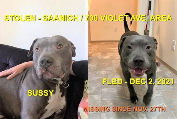 UNRESOLVED / STOLEN - SAANICH BC. / SUSSY / NOV. 27, 2021