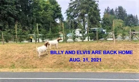 HAPPY ENDINGS - SOOKE BC. / BILLY &amp; ELVIS / AUG. 31, 2021