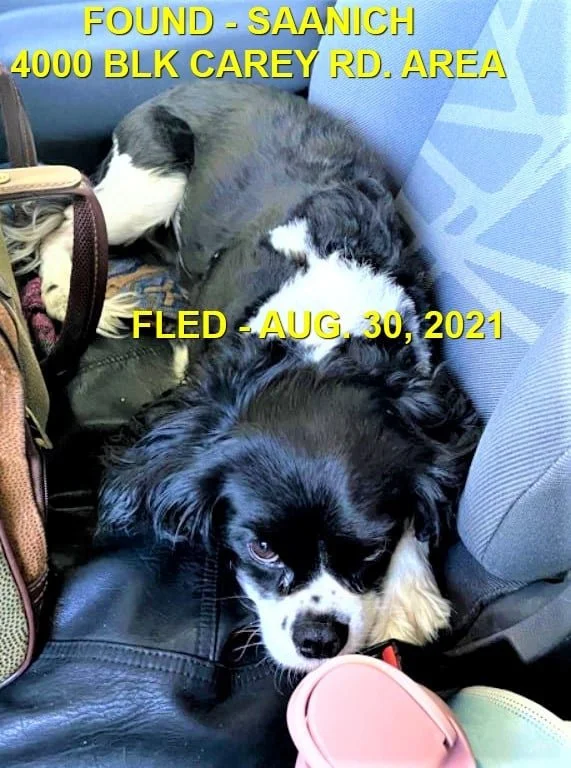 HAPPY ENDINGS - SAANICH BC. / AUG. 30, 2021