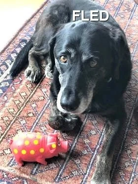 HAPPY ENDINGS - SOOKE BC / DARBY / AUG. 29, 2021