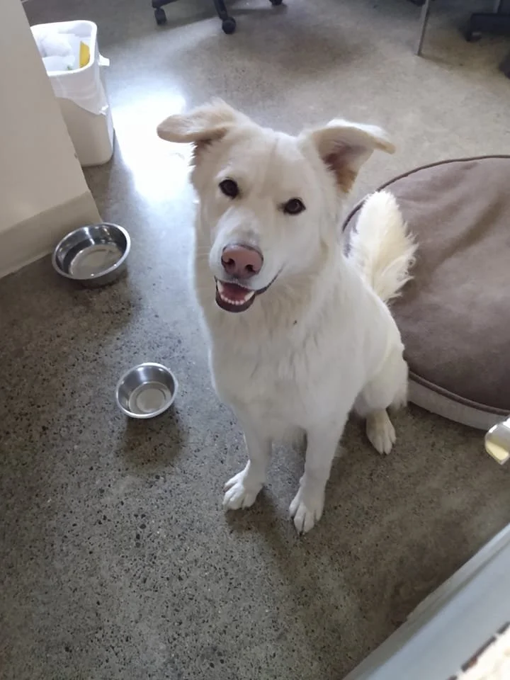GONE TO SHELTER / HAPPY ENDINGS - PARKSVILLE BC / JAN.  21, 2022