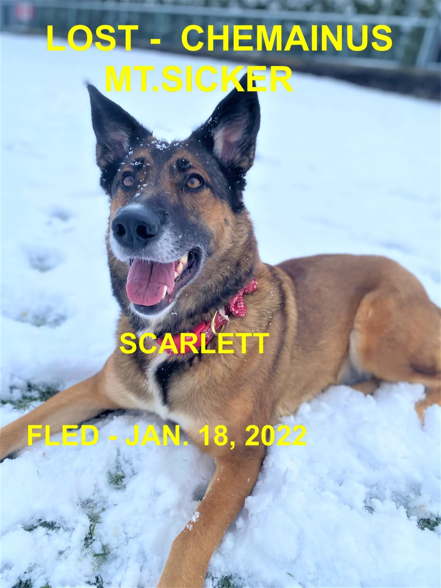 HAPPY ENDINGS - CHEMAINUS BC. / SCARLETT / JAN 18, 2022