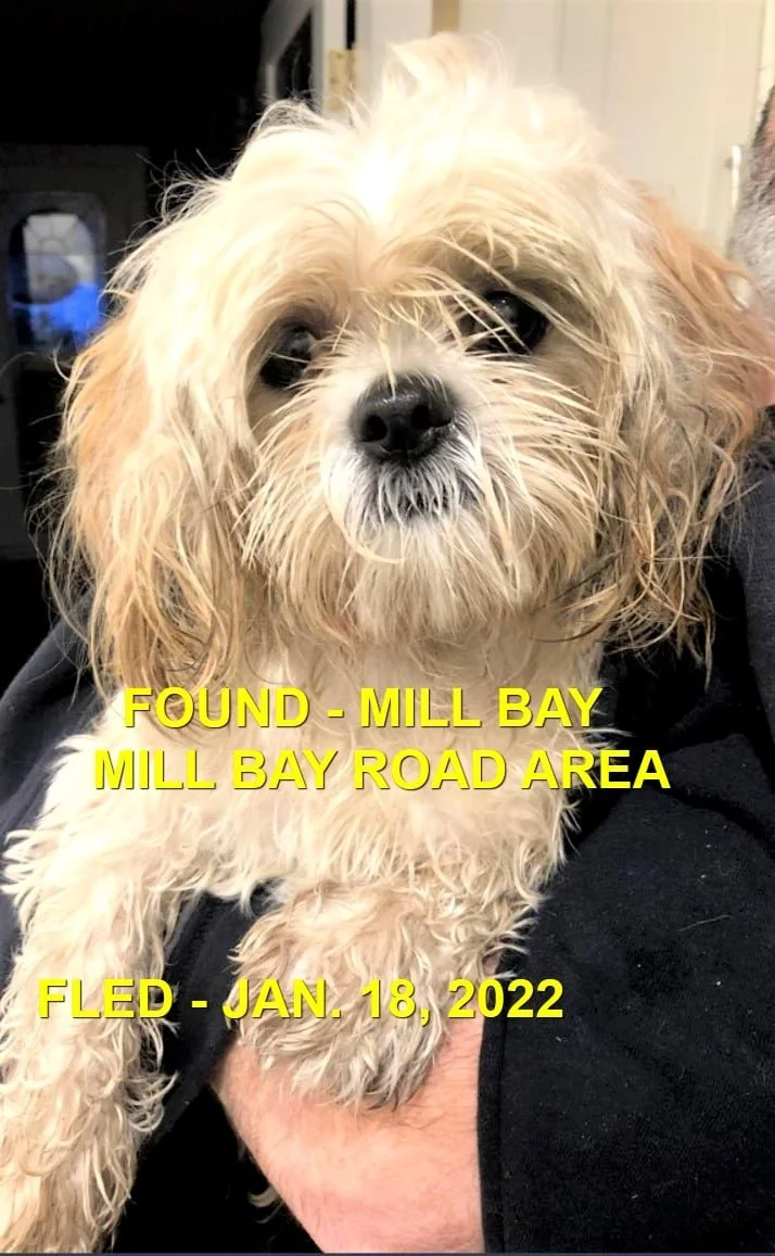 HAPPY ENDINGS - MILL BAY BC. / PEBBLES / JAN 18, 2022