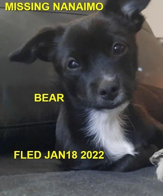 HAPPY ENDINGS - NANAIMO BC. / BEAR / JAN. 17, 2022