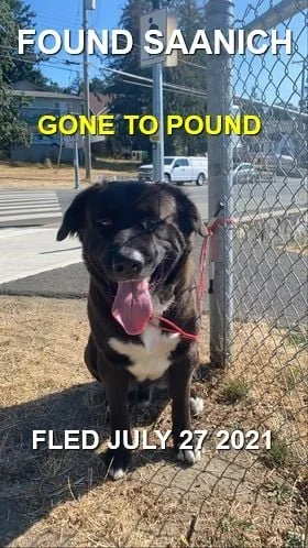 HAPPY ENDINGS / GONE TO SHELTER - SAANICH BC. / JULY 27, 2021