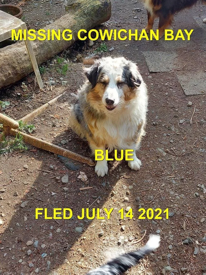 VERY HAPPY ENDING AFTER 121 DAYS - DUNCAN BC. / BLUE / JULY 13, 2021