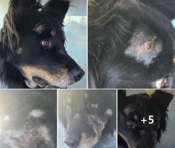 ATTACKED BY A BEAR  OR WOLF / SOOKE BC / CHUBBS / SEPT. 29, 2020