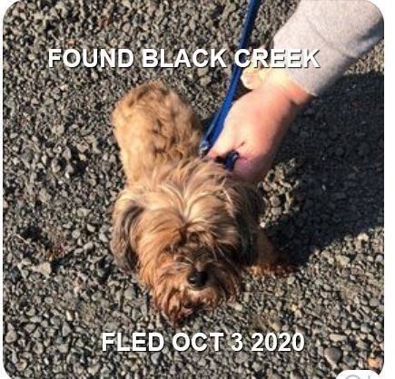 HAPPY ENDINGS - BLACK CREEK BC. / OCT. 3, 2020