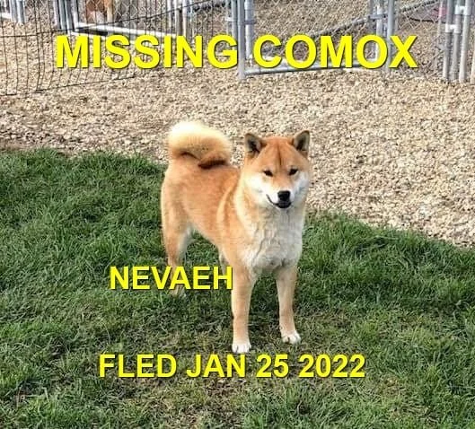 HAPPY ENDINGS - COMOX BC / NEVEAH / JAN 25, 2022