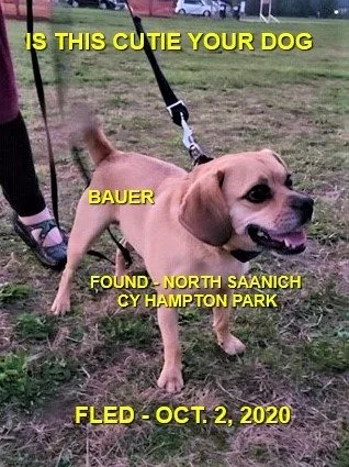 HAPPY ENDINGS - SAANICH BC. / BAUER / OCT. 2, 2020