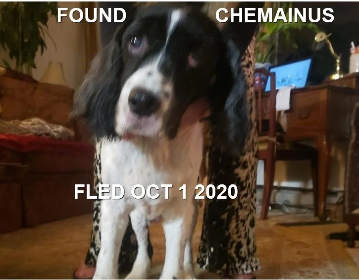 HAPPY ENDINGS - CHEMAINUS BC / ELLIE MAE / OCT 1, 2020