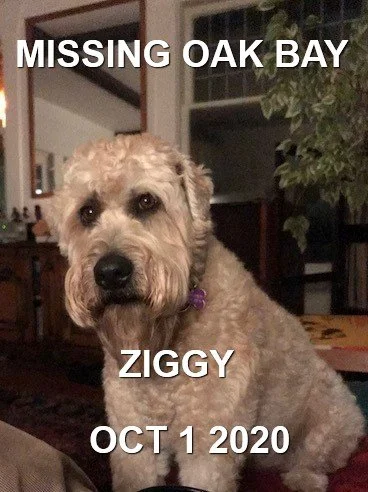 WENT HOME ON HIS OWN - VICTORIA BC (OAK BAY) / ZIGGY / SEPT. 30, 2020