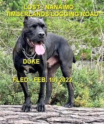 HAPPY ENDINGS - NANAIMO BC / DUKE / FEB 19, 2022