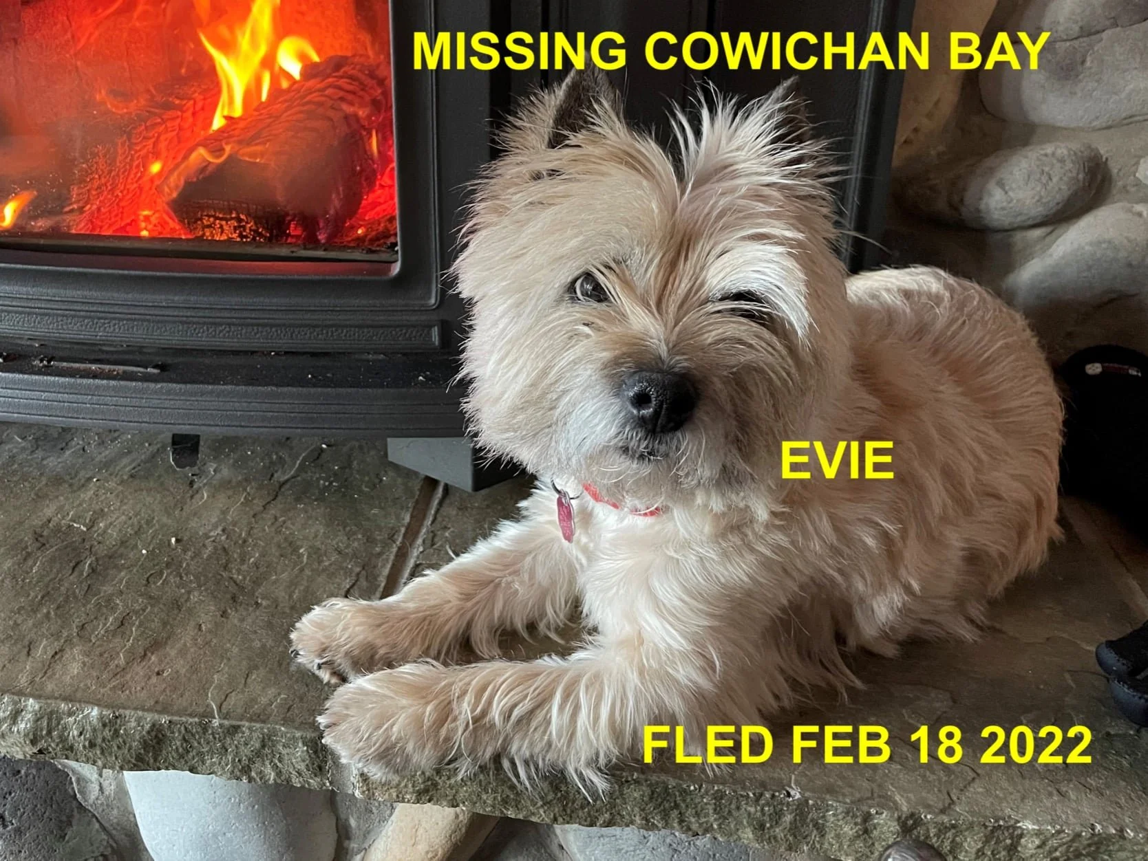 HAPPY ENDINGS - COWICHAN BAY BC / EVIE / FEB 18, 2022