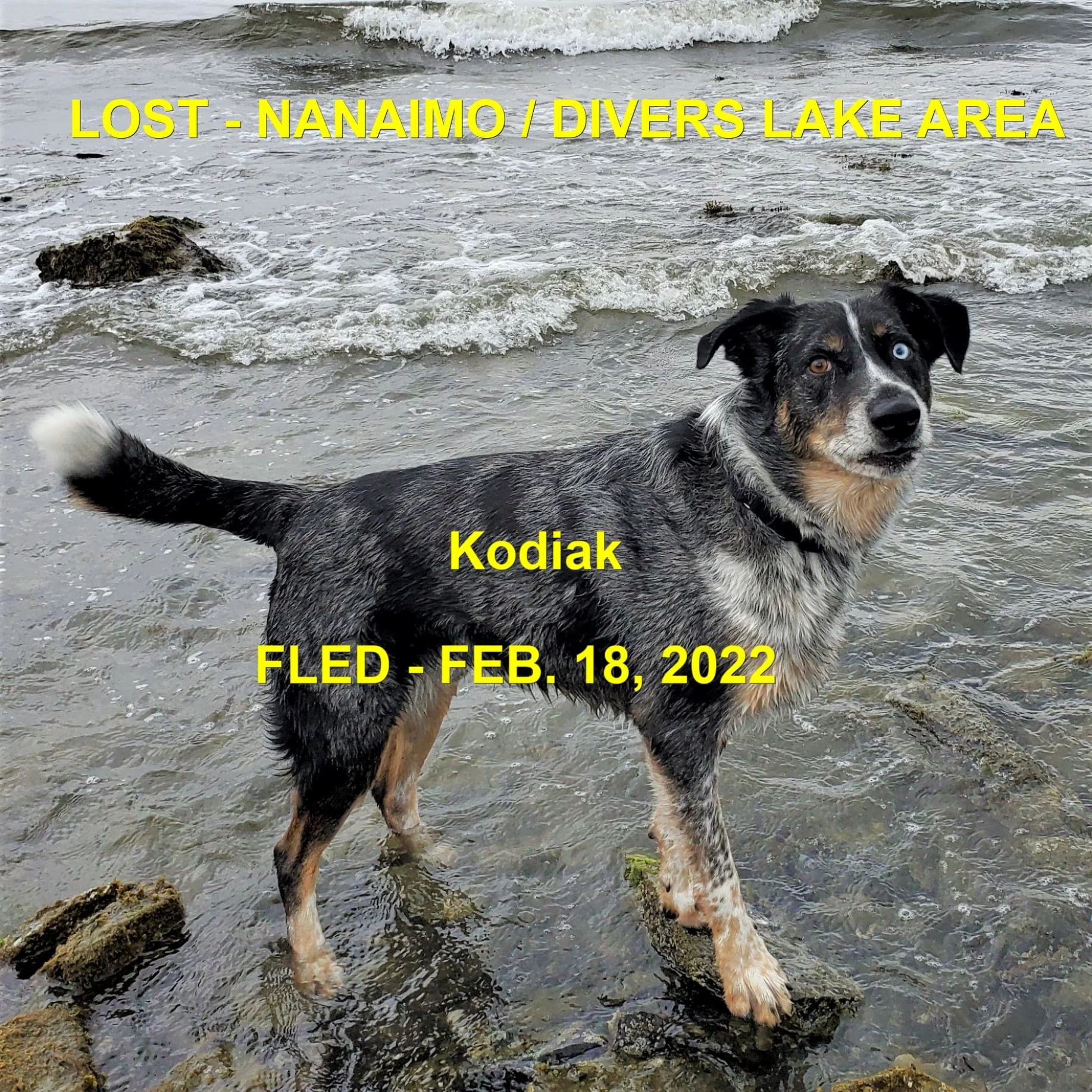 GONE TO SHELTER / GONE HOME - NANAIMO BC / KODIAK / FEB 18, 2022