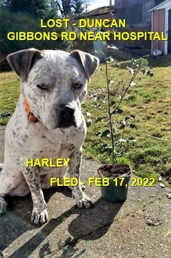 HAPPY ENDINGS - DUNCAN BC / HARLEY / FEB. 17, 2022