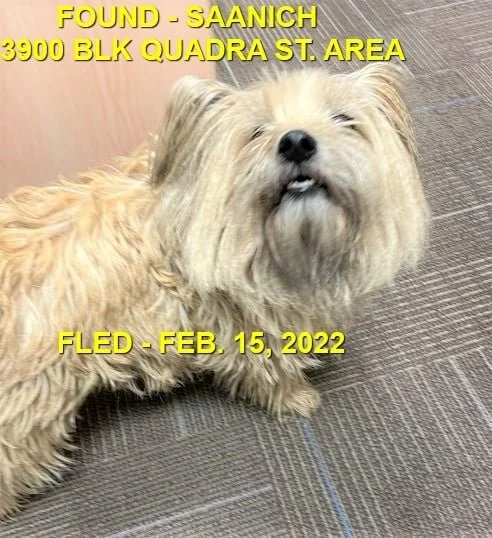 HAPPY ENDINGS - SAANICH BC / FEB. 15, 2022