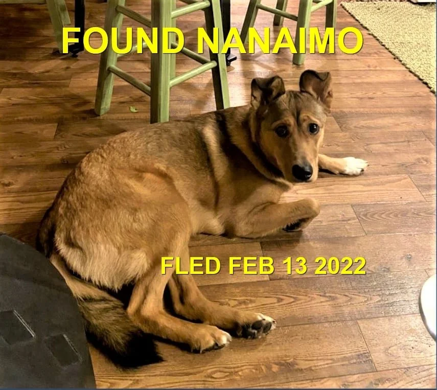GONE TO SHELTER - NANAIMO BC / FEB 13, 2022