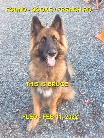 HAPPY ENDINGS - SOOKE BC / BRUCE / FEB 11, 2022