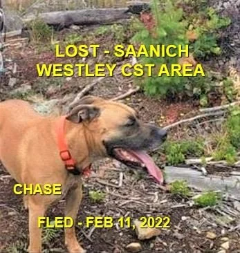 HAPPY ENDINGS - SAANICH BC / CHASE / FEB 11, 2022