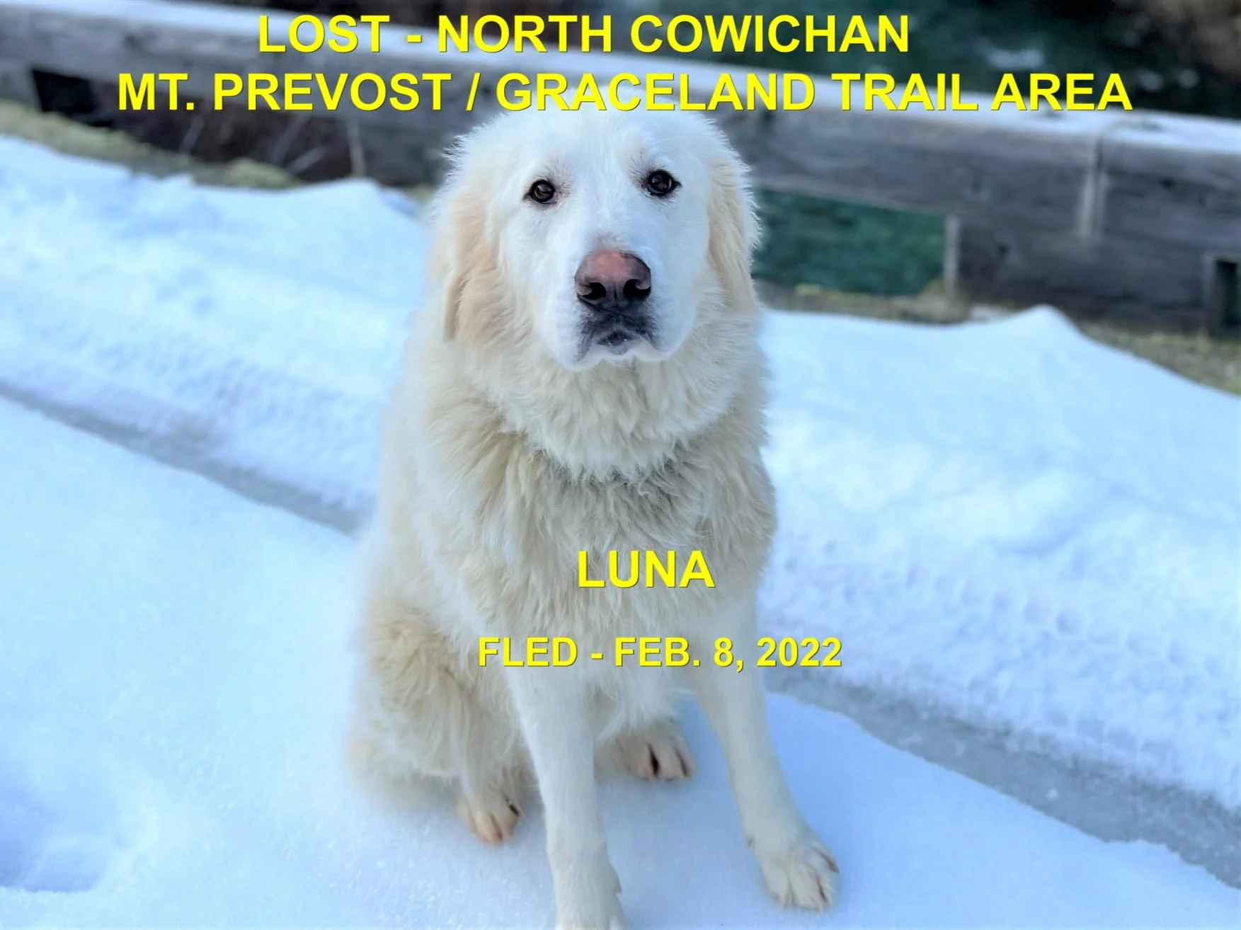 WENT HOME ON THEIR OWN - N. COWICHAN BC. / LUNA / FEB 8, 2022